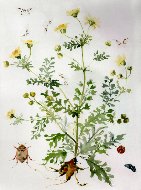 In the Weeds No. 10