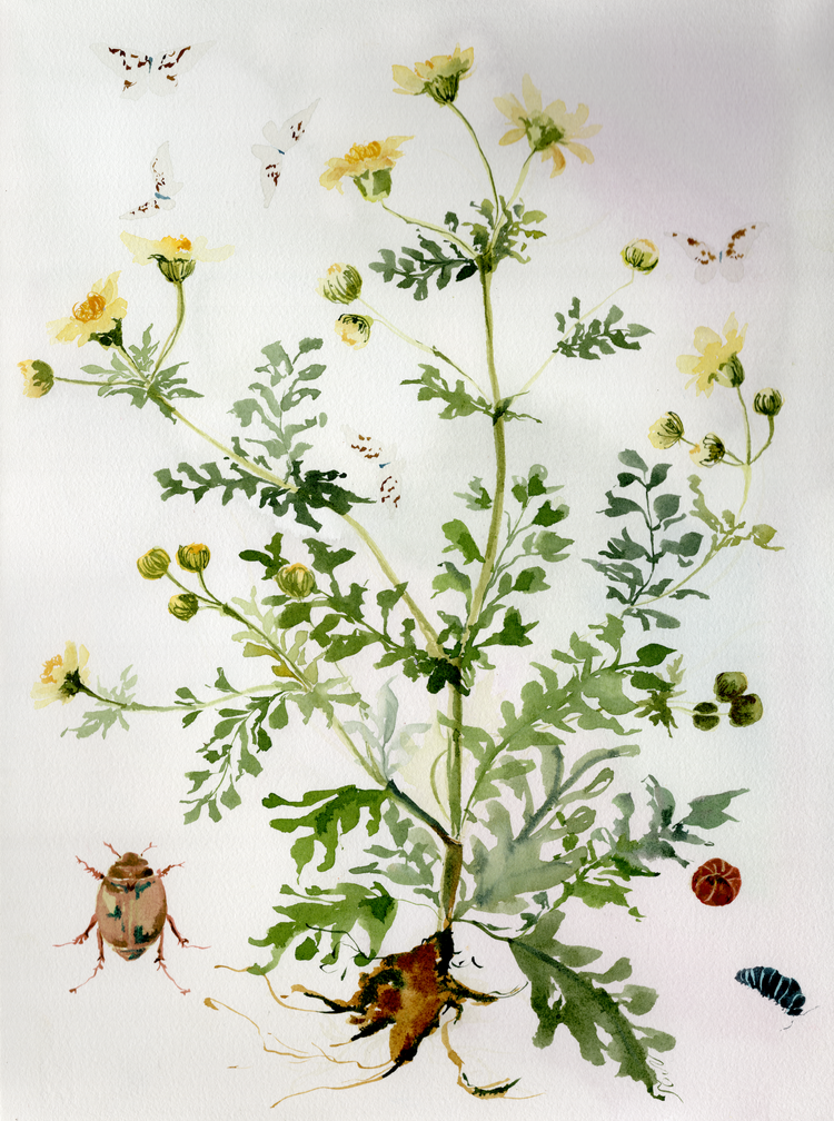 In the Weeds No. 10